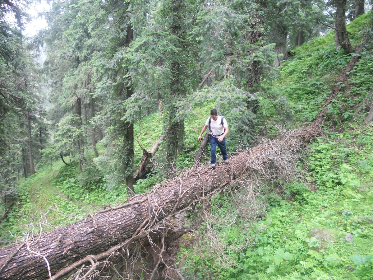 Aamod Resorts Dalhousie ! Luxury Cottage Resort Buitenkant foto
